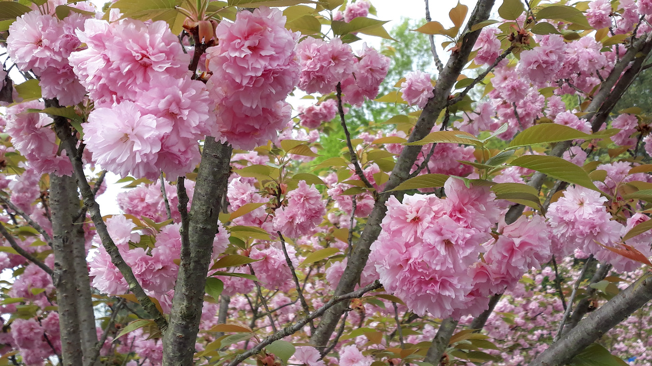 Peach Blossom, Yichang